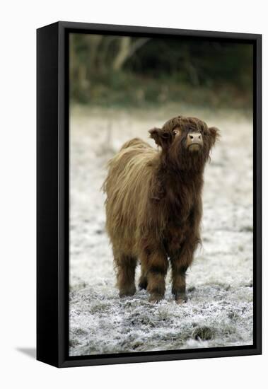 Highland Cow Calf Being Inquisitive-null-Framed Stretched Canvas