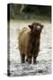 Highland Cow Calf Being Inquisitive-null-Stretched Canvas