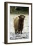 Highland Cow Calf Being Inquisitive-null-Framed Photographic Print