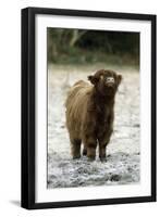 Highland Cow Calf Being Inquisitive-null-Framed Photographic Print
