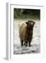 Highland Cow Calf Being Inquisitive-null-Framed Photographic Print