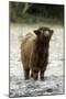 Highland Cow Calf Being Inquisitive-null-Mounted Photographic Print