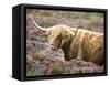 Highland Cow Grazing Among Heather Near Drinan, on Road to Elgol, Isle of Skye, Highlands, Scotland-Lee Frost-Framed Stretched Canvas