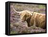 Highland Cow Grazing Among Heather Near Drinan, on Road to Elgol, Isle of Skye, Highlands, Scotland-Lee Frost-Framed Stretched Canvas