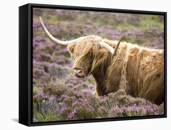 Highland Cow Grazing Among Heather Near Drinan, on Road to Elgol, Isle of Skye, Highlands, Scotland-Lee Frost-Framed Stretched Canvas