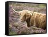 Highland Cow Grazing Among Heather Near Drinan, on Road to Elgol, Isle of Skye, Highlands, Scotland-Lee Frost-Framed Stretched Canvas