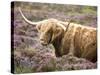 Highland Cow Grazing Among Heather Near Drinan, on Road to Elgol, Isle of Skye, Highlands, Scotland-Lee Frost-Stretched Canvas