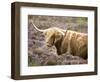 Highland Cow Grazing Among Heather Near Drinan, on Road to Elgol, Isle of Skye, Highlands, Scotland-Lee Frost-Framed Photographic Print