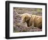 Highland Cow Grazing Among Heather Near Drinan, on Road to Elgol, Isle of Skye, Highlands, Scotland-Lee Frost-Framed Photographic Print