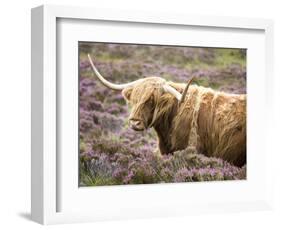 Highland Cow Grazing Among Heather Near Drinan, on Road to Elgol, Isle of Skye, Highlands, Scotland-Lee Frost-Framed Photographic Print