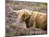 Highland Cow Grazing Among Heather Near Drinan, on Road to Elgol, Isle of Skye, Highlands, Scotland-Lee Frost-Mounted Photographic Print