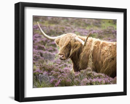 Highland Cow Grazing Among Heather Near Drinan, on Road to Elgol, Isle of Skye, Highlands, Scotland-Lee Frost-Framed Photographic Print