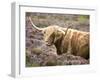 Highland Cow Grazing Among Heather Near Drinan, on Road to Elgol, Isle of Skye, Highlands, Scotland-Lee Frost-Framed Photographic Print