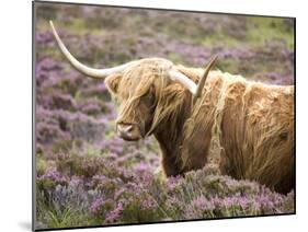 Highland Cow Grazing Among Heather Near Drinan, on Road to Elgol, Isle of Skye, Highlands, Scotland-Lee Frost-Mounted Photographic Print
