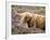 Highland Cow Grazing Among Heather Near Drinan, on Road to Elgol, Isle of Skye, Highlands, Scotland-Lee Frost-Framed Photographic Print