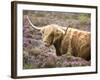 Highland Cow Grazing Among Heather Near Drinan, on Road to Elgol, Isle of Skye, Highlands, Scotland-Lee Frost-Framed Photographic Print