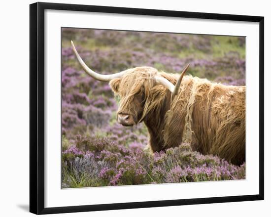 Highland Cow Grazing Among Heather Near Drinan, on Road to Elgol, Isle of Skye, Highlands, Scotland-Lee Frost-Framed Photographic Print