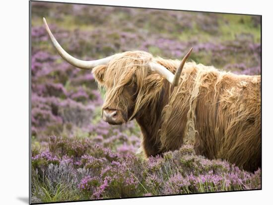 Highland Cow Grazing Among Heather Near Drinan, on Road to Elgol, Isle of Skye, Highlands, Scotland-Lee Frost-Mounted Photographic Print