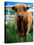 Highland Cow, Hope, United Kingdom-Mark Daffey-Stretched Canvas