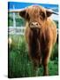 Highland Cow, Hope, United Kingdom-Mark Daffey-Stretched Canvas