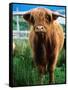 Highland Cow, Hope, United Kingdom-Mark Daffey-Framed Stretched Canvas