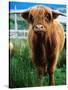 Highland Cow, Hope, United Kingdom-Mark Daffey-Stretched Canvas