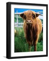 Highland Cow, Hope, United Kingdom-Mark Daffey-Framed Photographic Print