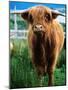 Highland Cow, Hope, United Kingdom-Mark Daffey-Mounted Photographic Print