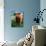 Highland Cow, Hope, United Kingdom-Mark Daffey-Photographic Print displayed on a wall