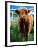 Highland Cow, Hope, United Kingdom-Mark Daffey-Framed Photographic Print