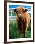 Highland Cow, Hope, United Kingdom-Mark Daffey-Framed Photographic Print