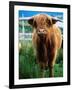 Highland Cow, Hope, United Kingdom-Mark Daffey-Framed Photographic Print