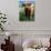 Highland Cow, Hope, United Kingdom-Mark Daffey-Photographic Print displayed on a wall