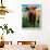 Highland Cow, Hope, United Kingdom-Mark Daffey-Framed Photographic Print displayed on a wall