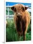 Highland Cow, Hope, United Kingdom-Mark Daffey-Framed Photographic Print