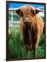 Highland Cow, Hope, United Kingdom-Mark Daffey-Framed Photographic Print