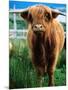 Highland Cow, Hope, United Kingdom-Mark Daffey-Mounted Photographic Print