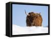 Highland Cow in Snow, Conservation Grazing on Arnside Knott, Cumbria, England-Steve & Ann Toon-Framed Stretched Canvas