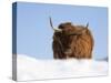 Highland Cow in Snow, Conservation Grazing on Arnside Knott, Cumbria, England-Steve & Ann Toon-Stretched Canvas