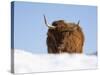 Highland Cow in Snow, Conservation Grazing on Arnside Knott, Cumbria, England-Steve & Ann Toon-Stretched Canvas