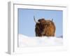 Highland Cow in Snow, Conservation Grazing on Arnside Knott, Cumbria, England-Steve & Ann Toon-Framed Photographic Print