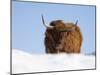 Highland Cow in Snow, Conservation Grazing on Arnside Knott, Cumbria, England-Steve & Ann Toon-Mounted Photographic Print