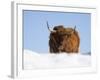 Highland Cow in Snow, Conservation Grazing on Arnside Knott, Cumbria, England-Steve & Ann Toon-Framed Photographic Print