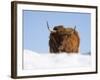 Highland Cow in Snow, Conservation Grazing on Arnside Knott, Cumbria, England-Steve & Ann Toon-Framed Photographic Print