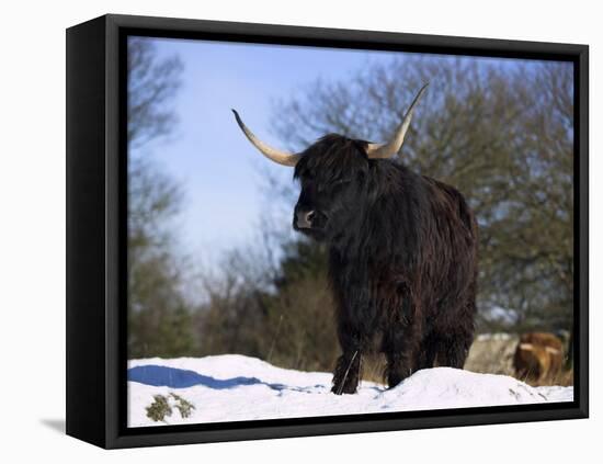 Highland Cow in Snow, Conservation Grazing on Arnside Knott, Cumbria, England-Steve & Ann Toon-Framed Stretched Canvas