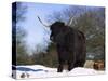 Highland Cow in Snow, Conservation Grazing on Arnside Knott, Cumbria, England-Steve & Ann Toon-Stretched Canvas