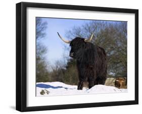 Highland Cow in Snow, Conservation Grazing on Arnside Knott, Cumbria, England-Steve & Ann Toon-Framed Photographic Print