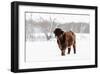 Highland Cow in Snowy Field-Krista Mosakowski-Framed Giclee Print