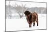 Highland Cow in Snowy Field-Krista Mosakowski-Mounted Giclee Print