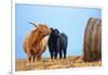 Highland cow licking its calf next to hay bale, England-Nick Garbutt-Framed Photographic Print